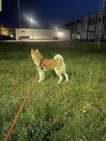 Akita Inu Rüde GESUCHT für meine Akita Inu Hündin