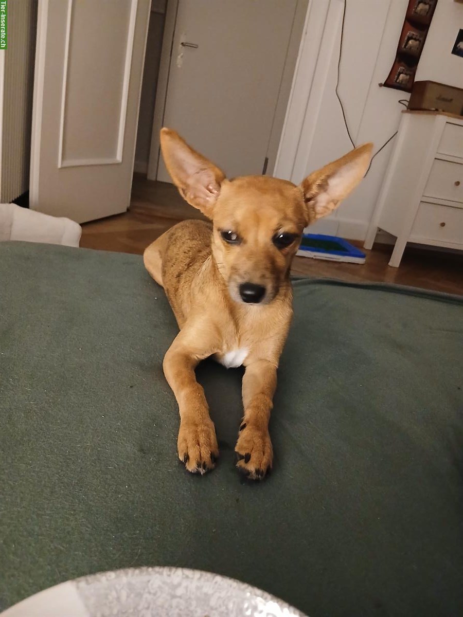 Chihuahua x Jack Russell Mix Hündin