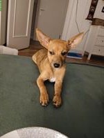 Chihuahua x Jack Russell Mix Hündin