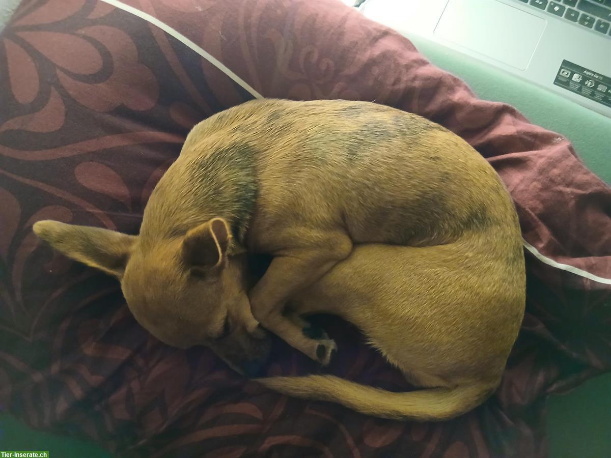 Bild 2: Chihuahua x Jack Russell Mix Hündin