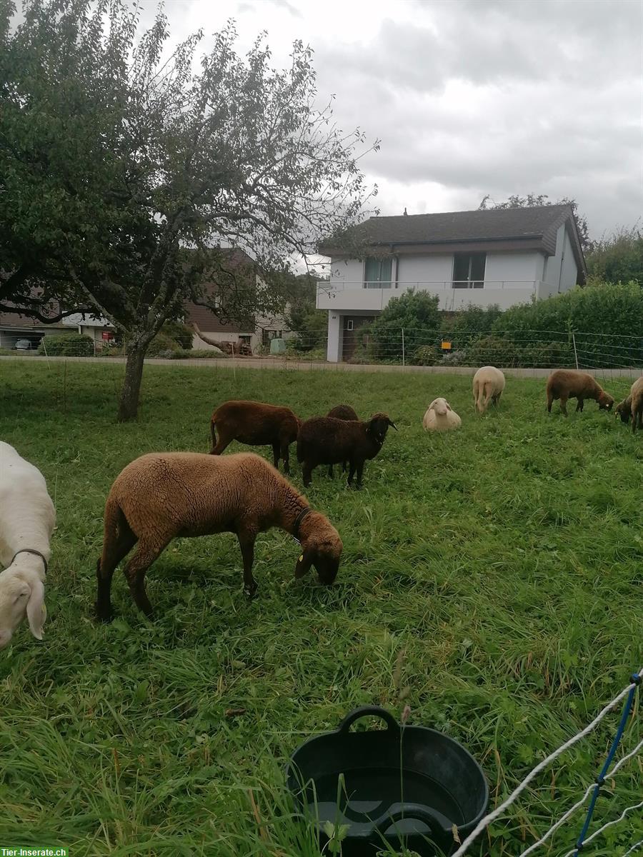 Pro Specie Rara Engadiner Widder, braun, zu verkaufen