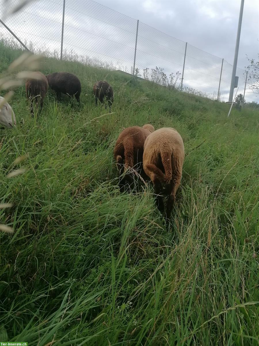 Bild 2: Pro Specie Rara Engadiner Widder, braun, zu verkaufen