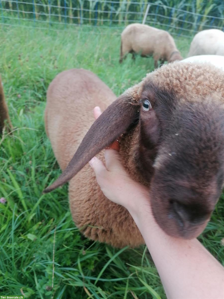 Bild 3: Pro Specie Rara Engadiner Widder, braun, zu verkaufen