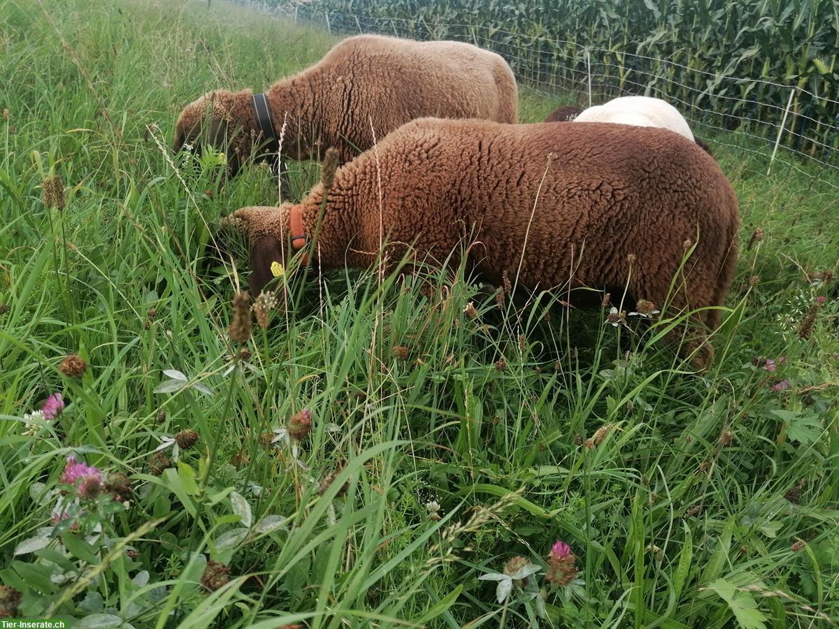 Bild 4: Pro Specie Rara Engadiner Widder, braun, zu verkaufen