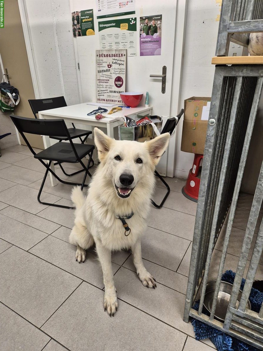 Weisser Schweizer Schäferhund Rüde sucht bestes Zuhause