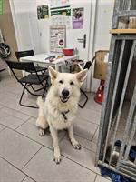 Weisser Schweizer Schäferhund Rüde sucht bestes Zuhause