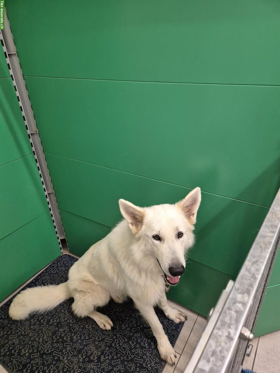 Bild 2: Weisser Schweizer Schäferhund Rüde sucht bestes Zuhause