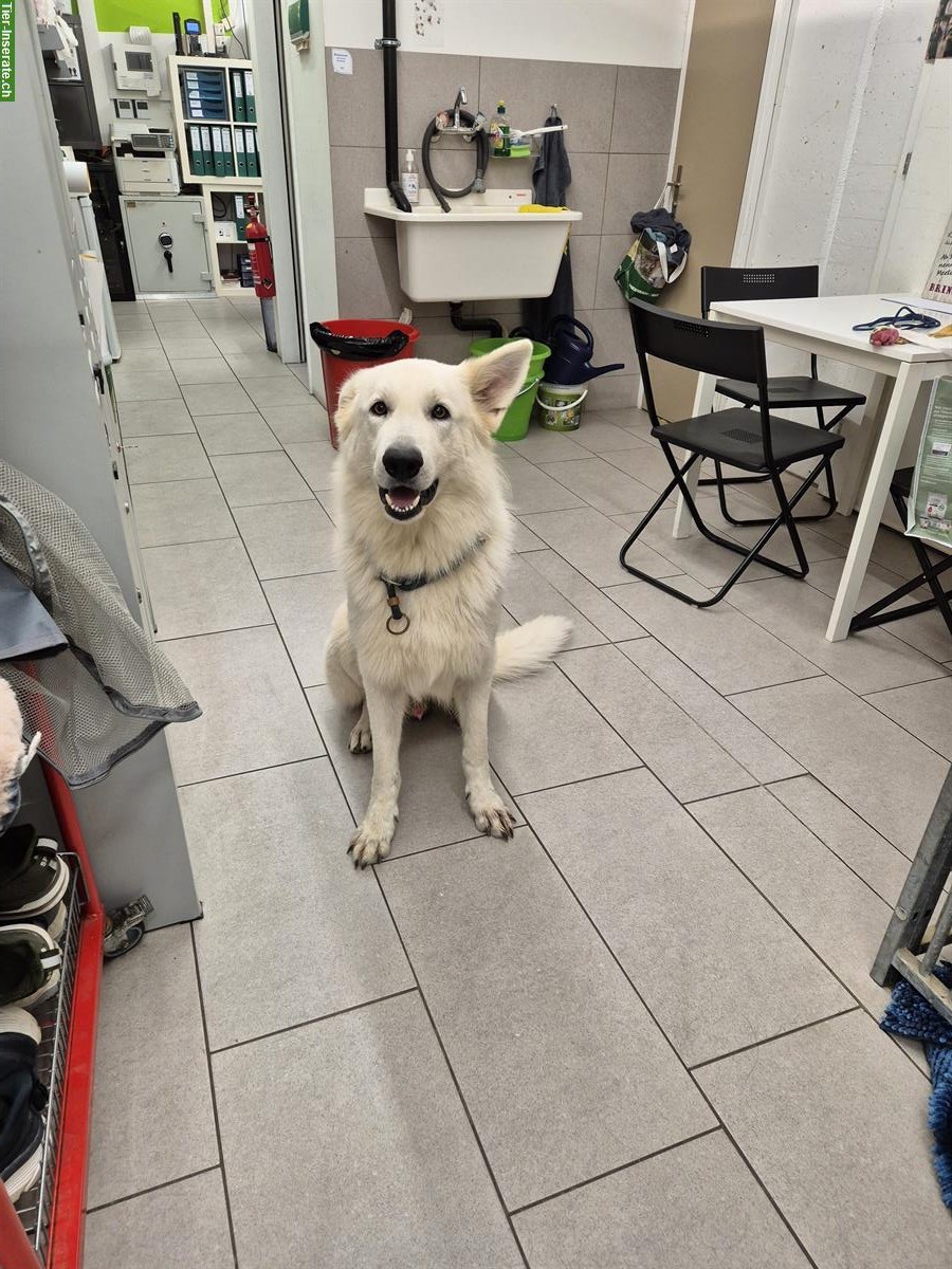 Bild 3: Weisser Schweizer Schäferhund Rüde sucht bestes Zuhause