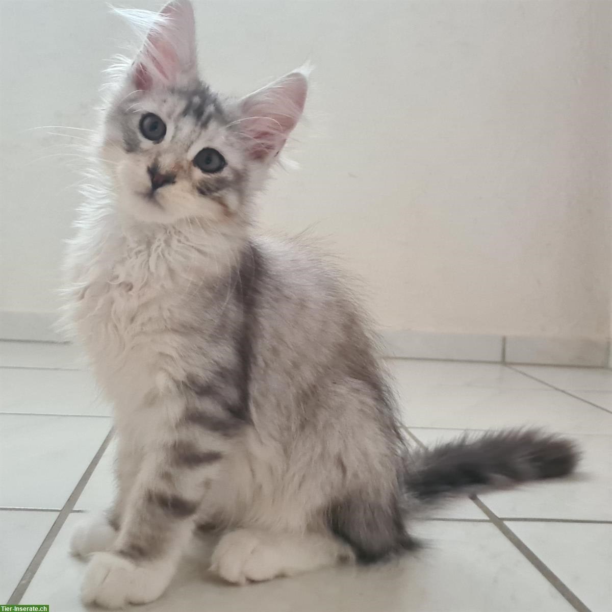 Maine Coon Kitten Kater in Black Silver spotted White