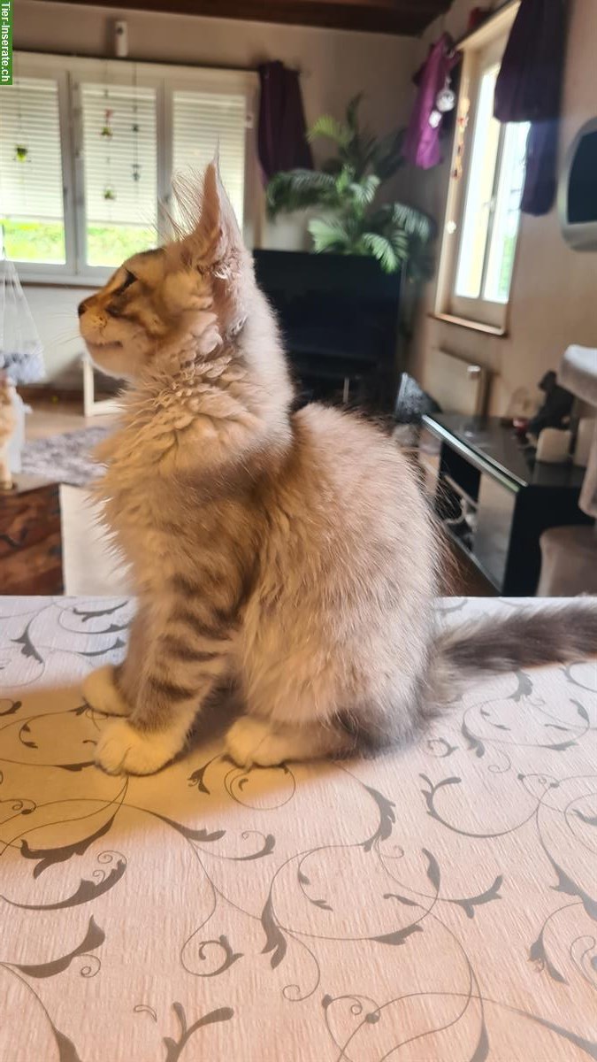 Bild 3: Maine Coon Kitten Kater in Black Silver spotted White