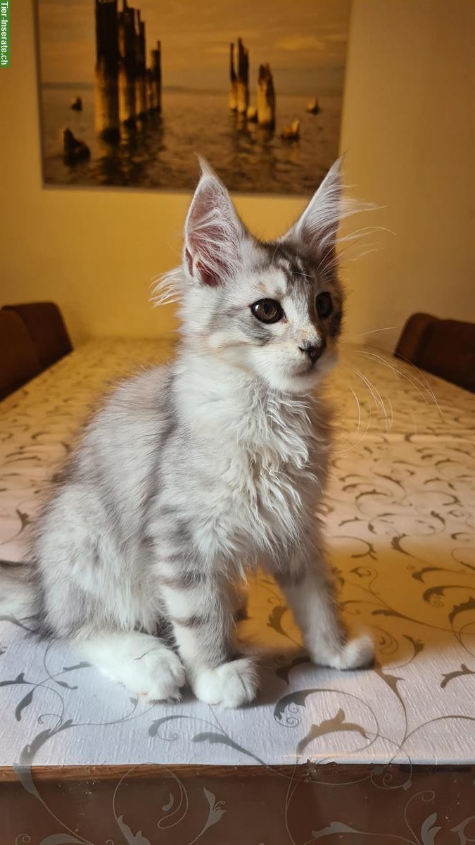Bild 4: Maine Coon Kitten Kater in Black Silver spotted White