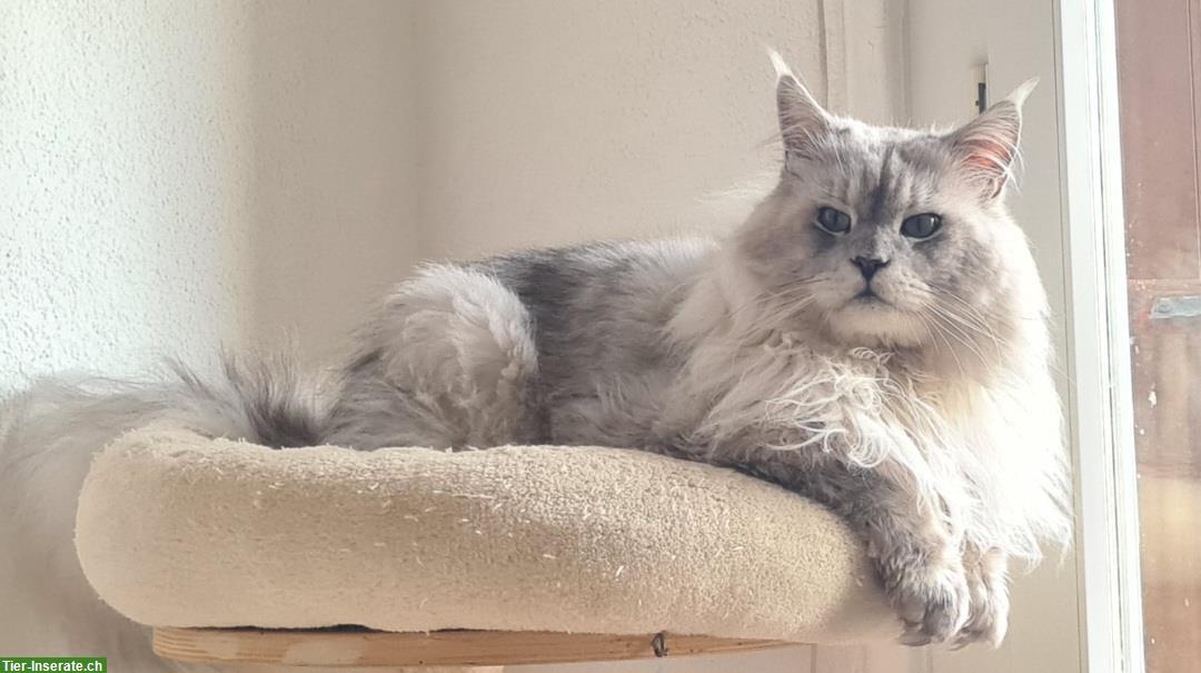 Bild 6: Maine Coon Kitten Kater in Black Silver spotted White