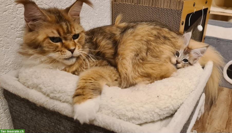 Bild 7: Maine Coon Kitten Kater in Black Silver spotted White