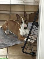 Bullterrier Hund Jimmy sucht liebevolles Zuhause