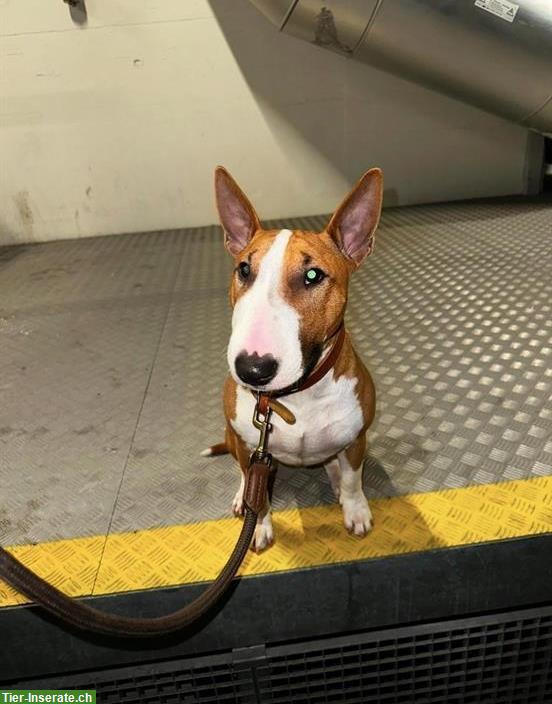 Bild 2: Bullterrier Hund Jimmy sucht liebevolles Zuhause