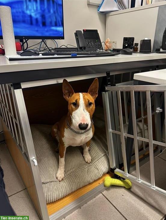 Bild 3: Bullterrier Hund Jimmy sucht liebevolles Zuhause