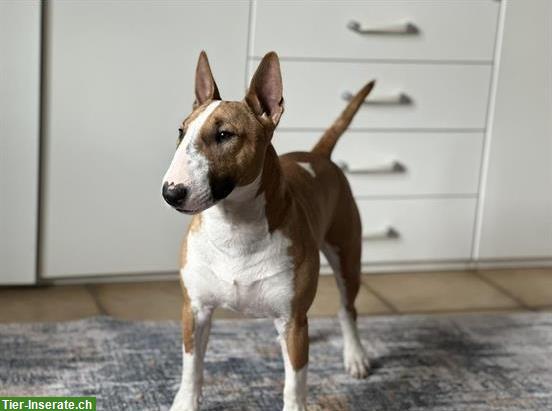 Bild 4: Bullterrier Hund Jimmy sucht liebevolles Zuhause