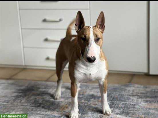 Bild 5: Bullterrier Hund Jimmy sucht liebevolles Zuhause