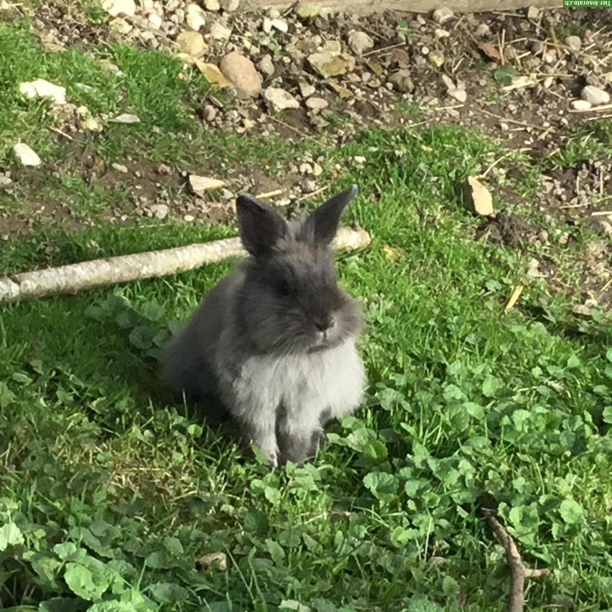 Löwenkopf Zwergkaninchen suchen Zuhause, Aussenhaltung gewohnt