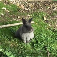 Löwenkopf Zwergkaninchen suchen Zuhause, Aussenhaltung gewohnt
