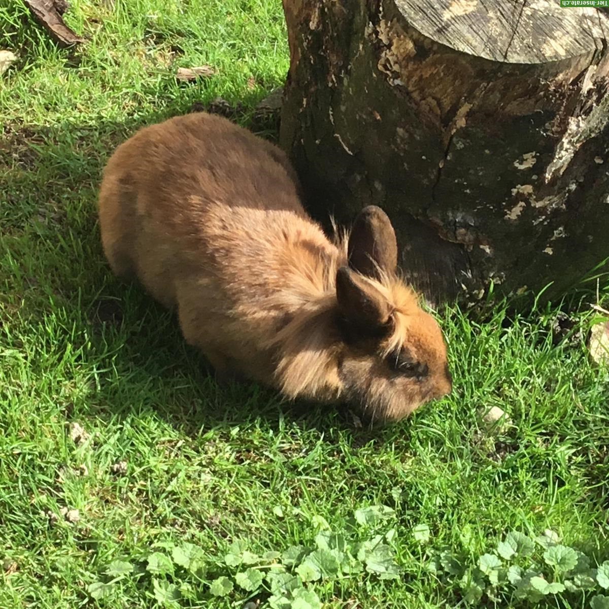 Bild 3: Löwenkopf Zwergkaninchen suchen Zuhause, Aussenhaltung gewohnt