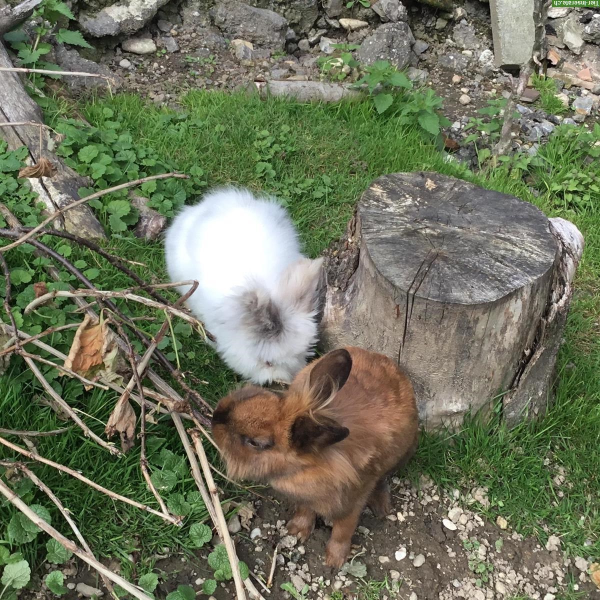Bild 5: Löwenkopf Zwergkaninchen suchen Zuhause, Aussenhaltung gewohnt