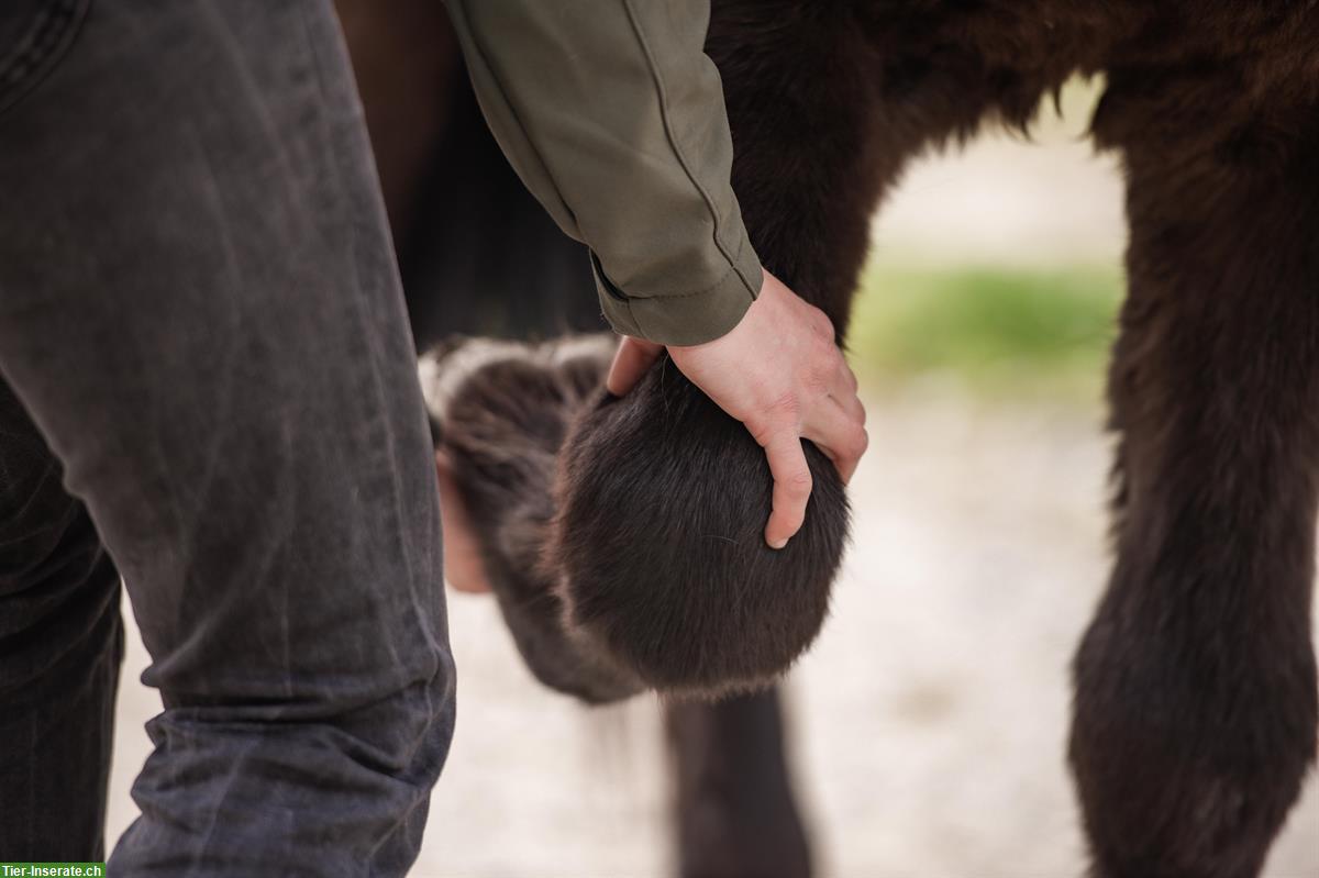 Bild 2: Therapeutische Behandlung für dein Pferd, bei dir im Stall