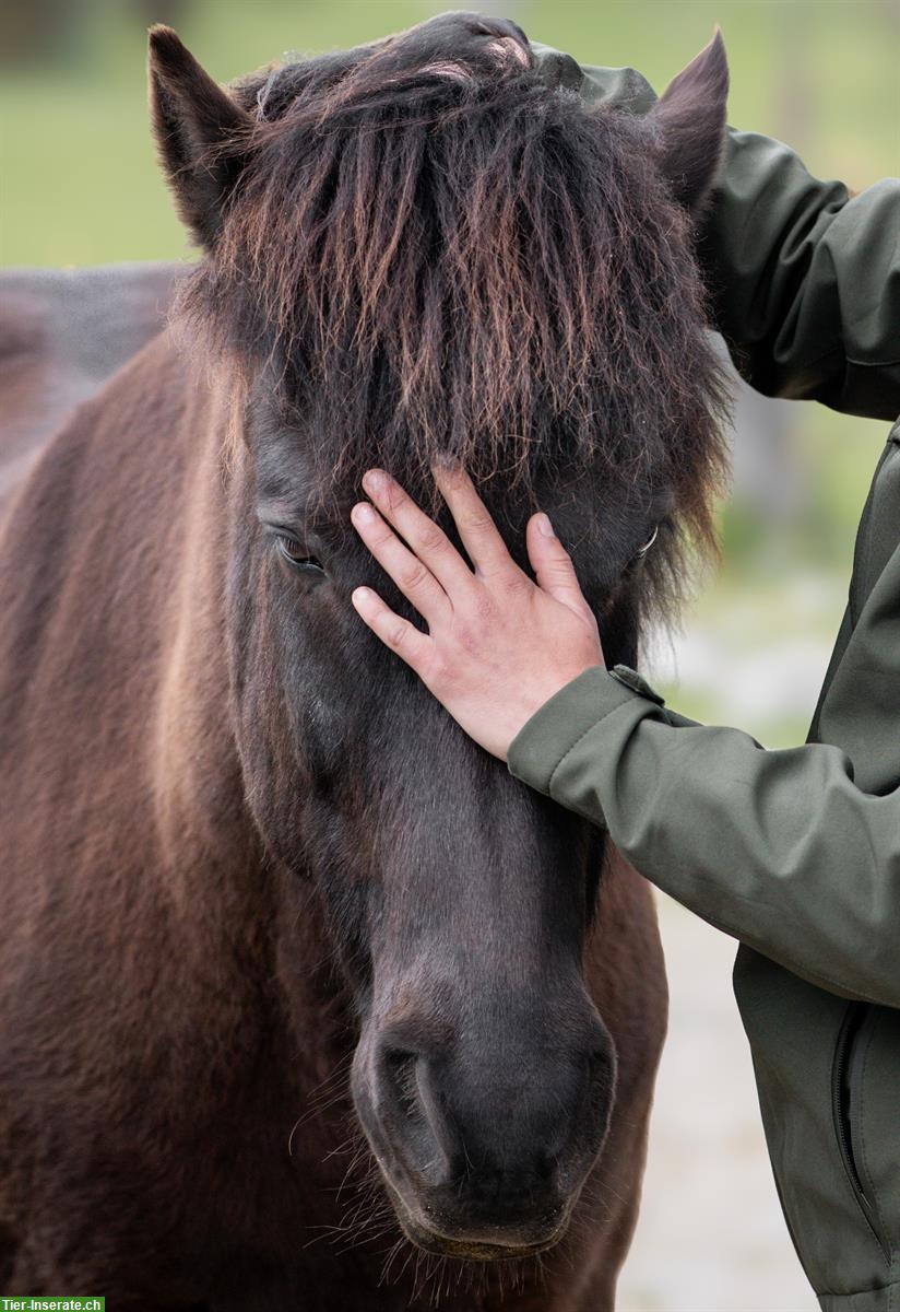 Bild 4: Therapeutische Behandlung für dein Pferd, bei dir im Stall