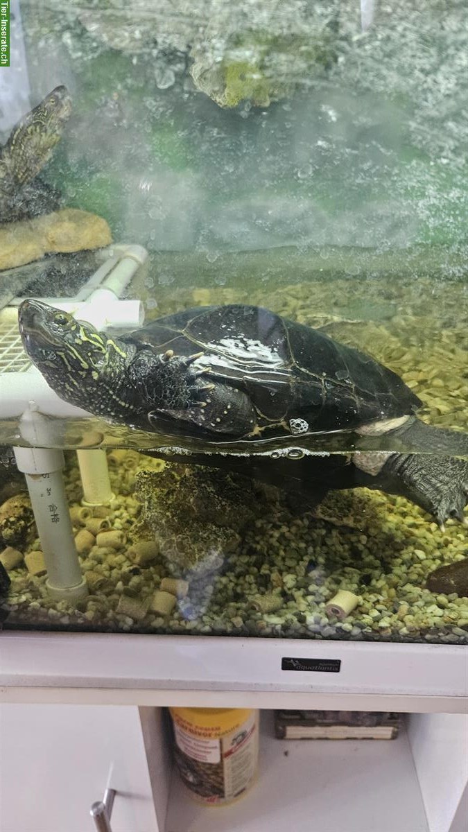 2 Chinesische Dreikielschildkröten, Mauremys reevesii