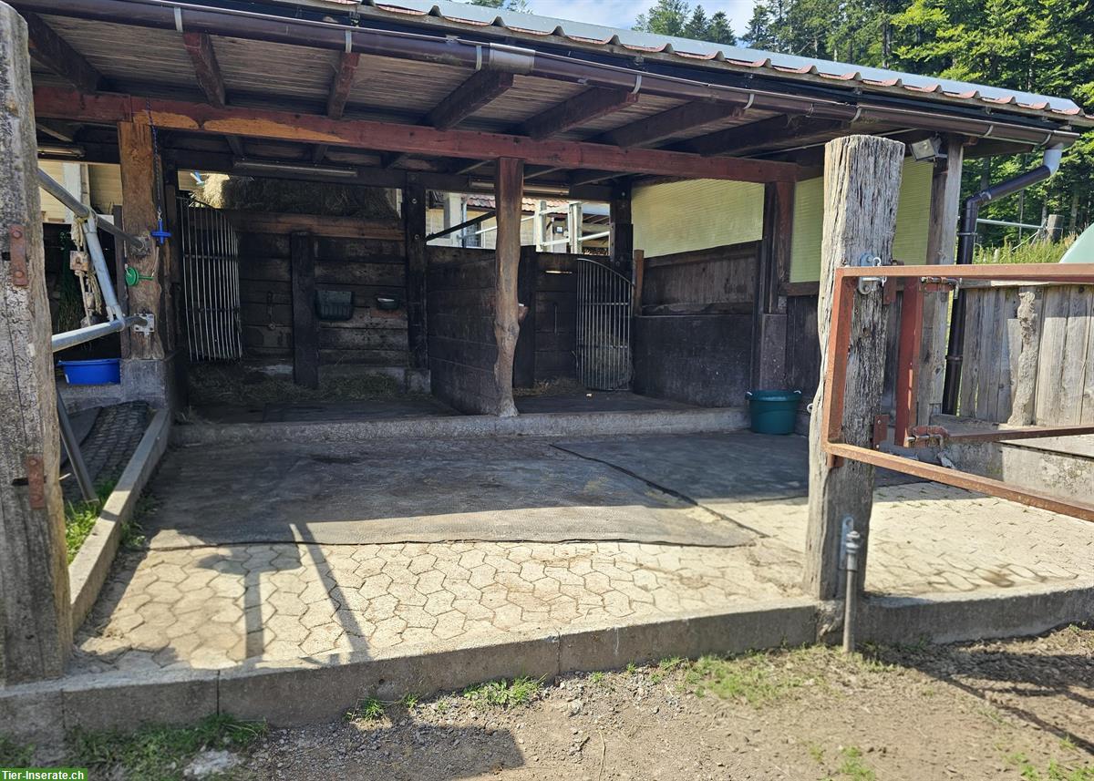 Bild 2: Alterspension/Pferdepension für Rentnerpferde, 79737 Herrischried