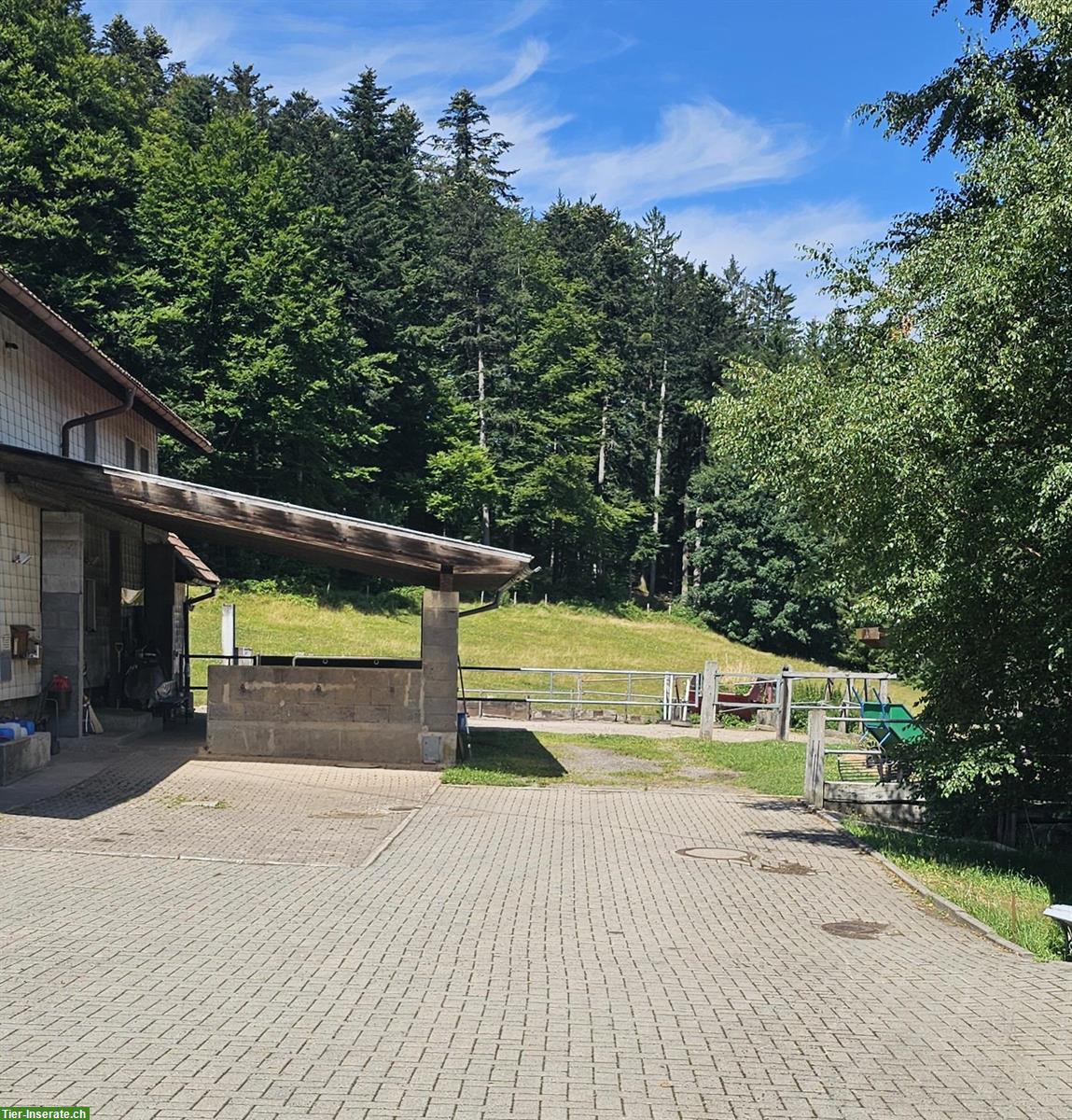 Bild 3: Alterspension/Pferdepension für Rentnerpferde, 79737 Herrischried