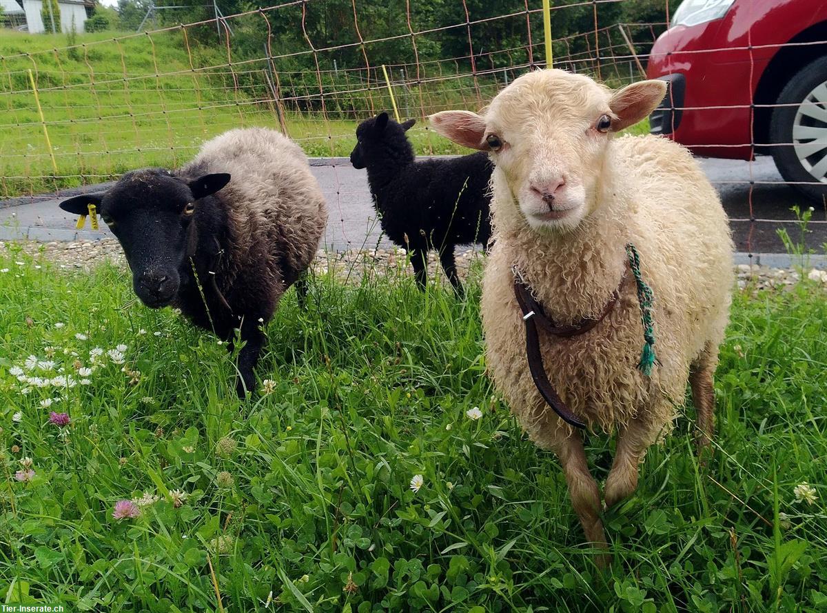 Bild 2: Ouessant Schafe, weiblich, zu verkaufen