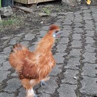 GRATIS: Junger Zwergseidenhahn abzugeben