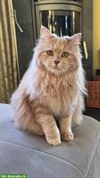 Kurilen Bobtail Katze sucht liebevolles Zuhause