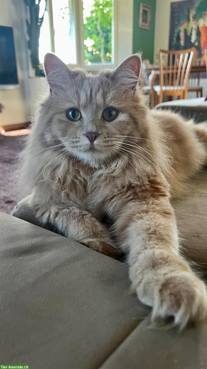 Bild 2: Kurilen Bobtail Katze sucht liebevolles Zuhause