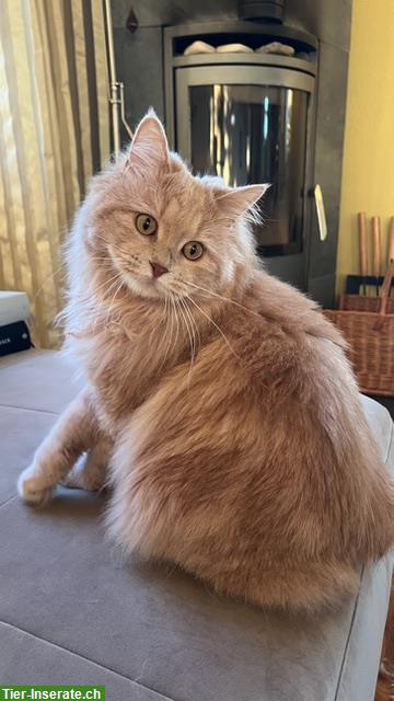Bild 3: Kurilen Bobtail Katze sucht liebevolles Zuhause