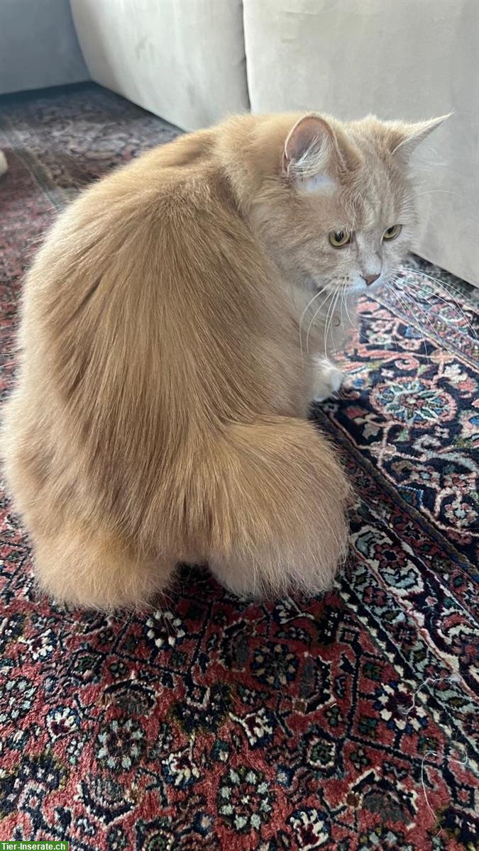 Bild 4: Kurilen Bobtail Katze sucht liebevolles Zuhause