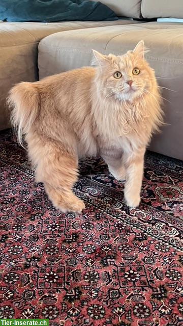Bild 5: Kurilen Bobtail Katze sucht liebevolles Zuhause