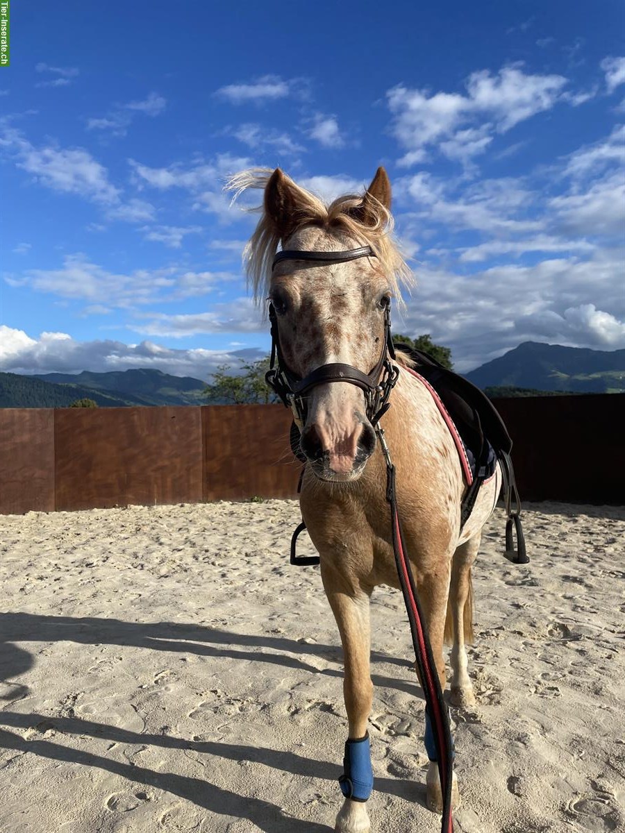 Welsh Ponystute mit spezieller Farbe und viel Gang