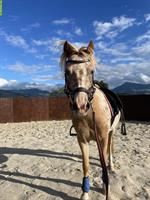 Welsh Ponystute mit spezieller Farbe und viel Gang