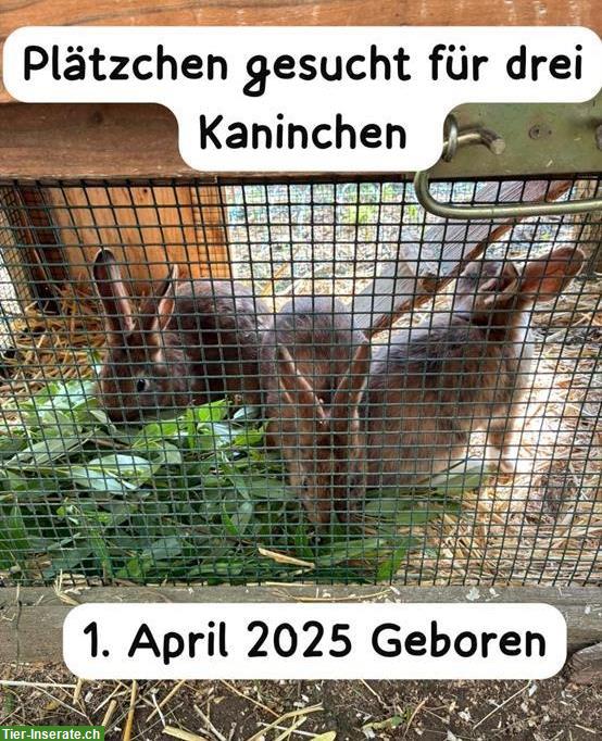 GRATIS: Kaninchen Geschwisterbande abzugeben