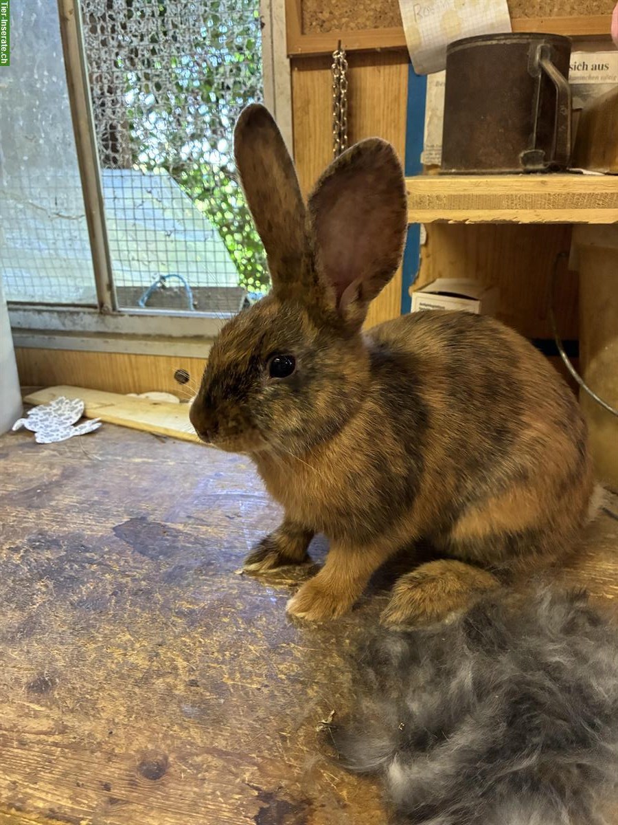 Bild 2: GRATIS: Kaninchen Geschwisterbande abzugeben