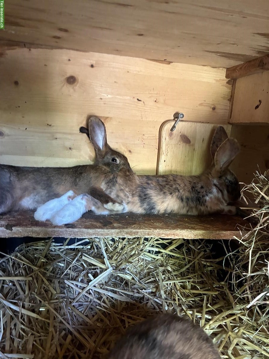 Bild 3: GRATIS: Kaninchen Geschwisterbande abzugeben