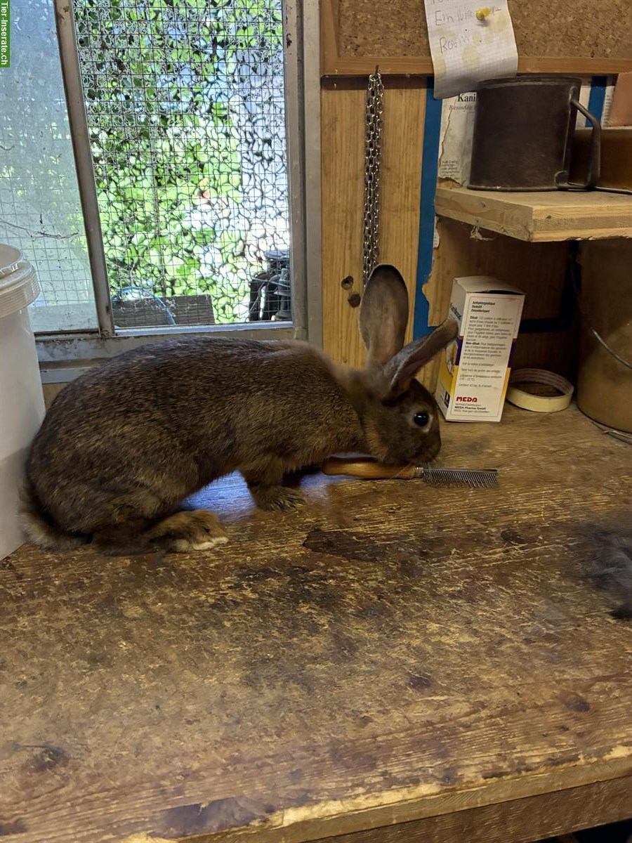 Bild 4: GRATIS: Kaninchen Geschwisterbande abzugeben