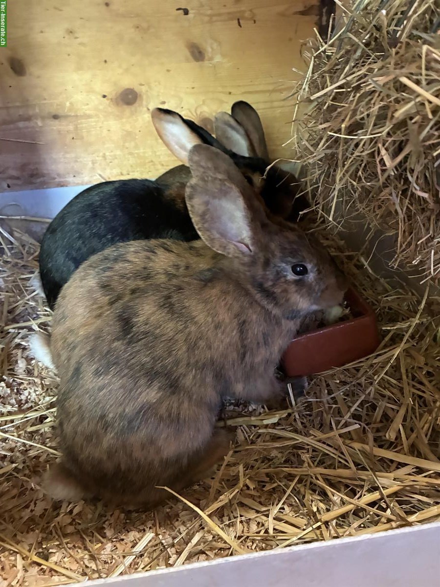Bild 5: GRATIS: Kaninchen Geschwisterbande abzugeben