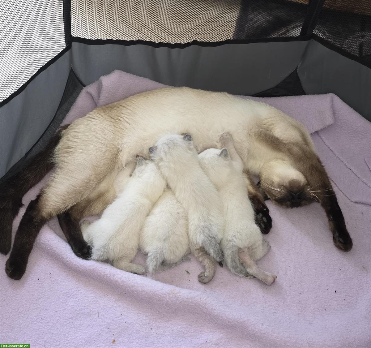 Bild 2: Siam und Heilige Birma Kitten, seal point