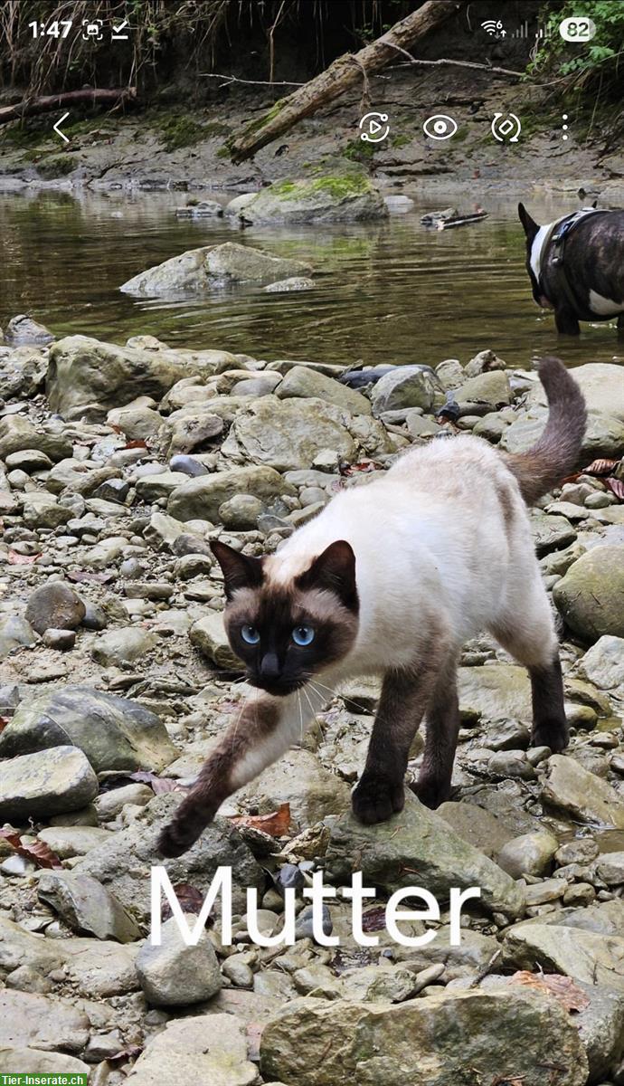 Bild 4: Siam und Heilige Birma Kitten, seal point
