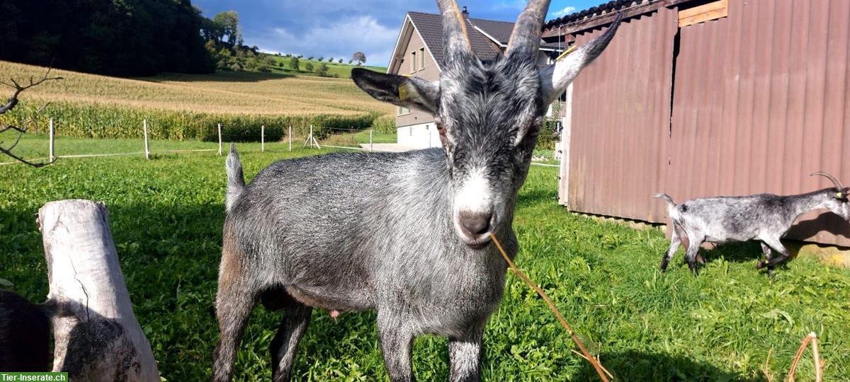 Wunderschöner Capra Grigia Ziegenbock zu verkaufen