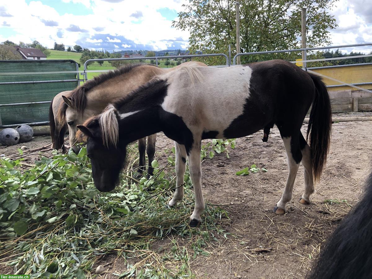 Bild 2: Charmanter Isländer Junghengst zu verkaufen