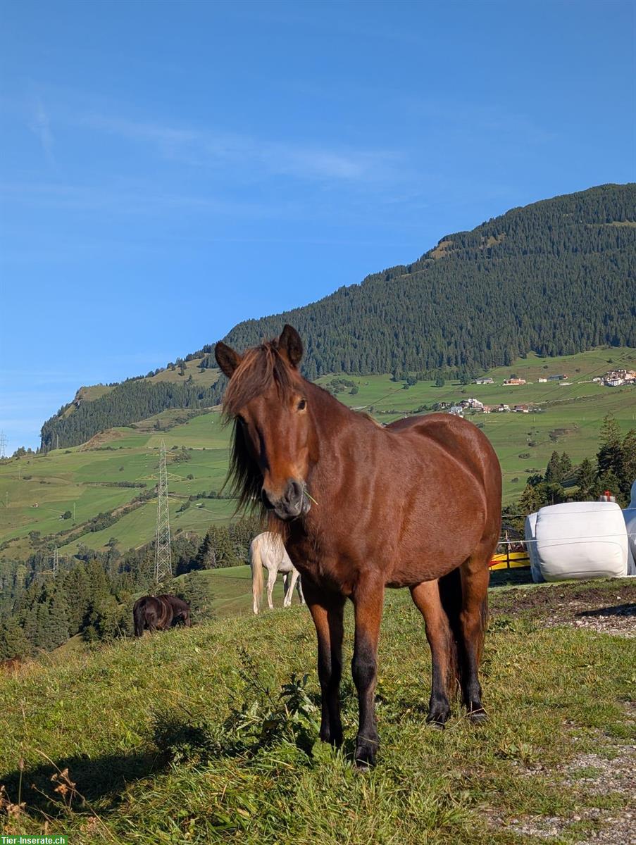Athygli, Isländerstute 🐴 4.5-jährig zu verkaufen